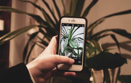 Aplicativos para identificar plantas