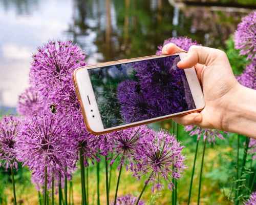 Aplicativo para identificar plantas – Veja os melhores