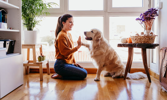 Aplicativos para adestrar qualquer cachorro em sua casa